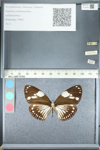 Media type: image;   Entomology 159366